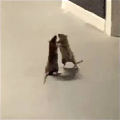 Quel est le risque en prenant des mâles ?