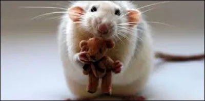 À quels problèmes de santé, le rat est-il le plus vulnérable ?