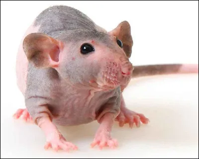 Les rats sont-ils curieux ?