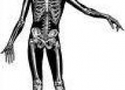 Quiz Anatomie : o situez-vous cet os ?
