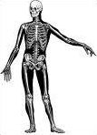 Quiz Anatomie