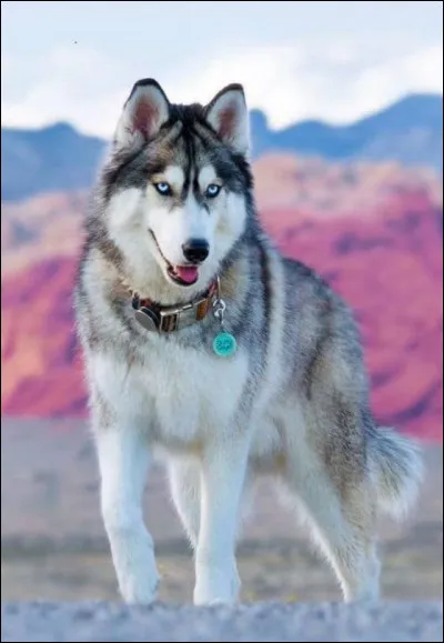 Quelle est cette race de chien ?