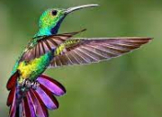 Quiz L'oiseau en culture gnrale