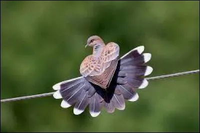 Si je refuse de voir la vérité, que vais-je faire ?