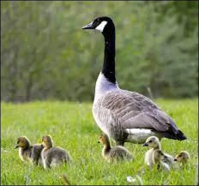 Au Canada, la bernache est familièrement nommée :