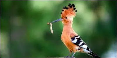 Quel Michel chantait "Fais comme l'oiseau" ?