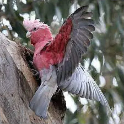 Cacatoès rosalbin est l'un des cacatoès les plus communs en/au :