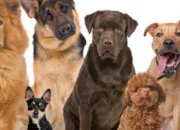 Quiz Les races de chiens