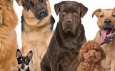 Quiz Races de chiens