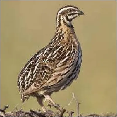 Il fait froid, ça :