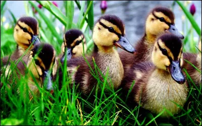 Quel oiseau désigne-t-on pour dénoncer un très grand froid ?