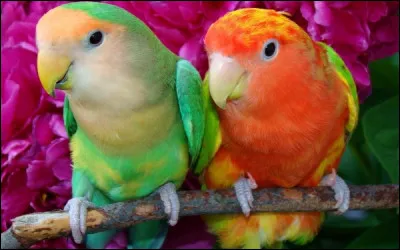 En Alsace, principalement, ces oiseaux sont associés aux naissances.