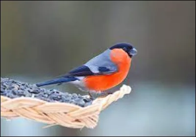 Il vit et se nourrit en couple, à la lisière d'un bois ou d'une haie. Quel est cet oiseau ?