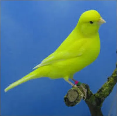 Associez cet oiseau à un personnage de dessin animé !