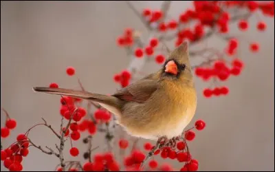 Si je suis une personne étourdie, à quel oiseau va-t-on comparer ma tête ?