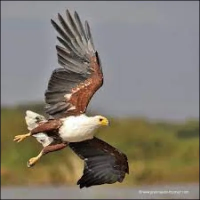 Quel pays à la pygargue vocifère comme emblème ?