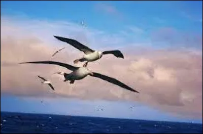 Qui a écrit le poème "L'Albatros" ?