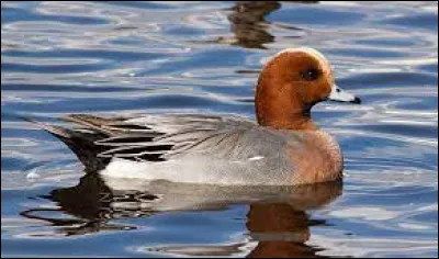 Comment ce canard est-il ?