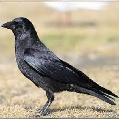 Quel est cet oiseau ?