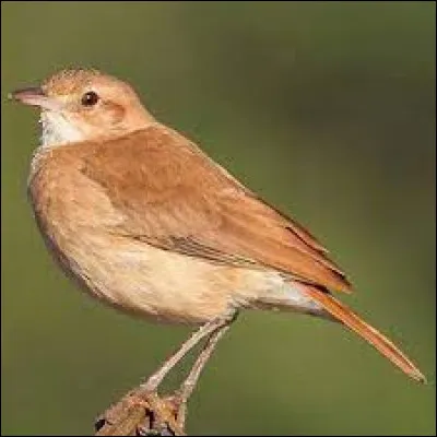 De quel pays le fournier est-il l'emblème ?