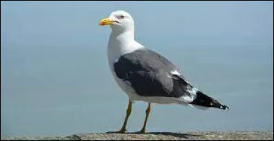 Trouvez le personnage Disney à l'aide de cette image !