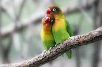 Quel oiseau utilise-t-on pour désigner des jeunes amoureux ?