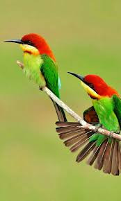 Quiz Oiseaux