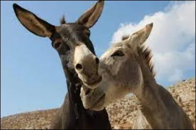 Qui a écrit "Mémoires d'un âne" ?