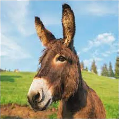 Comment l'âne est-il dans un roman d'Henri Bosco ?