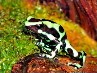 Cet amphibien vivant en Amérique latine est l'un des animaux les plus toxiques au monde.
