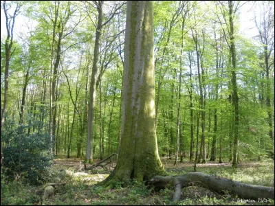 Quels arbres composent cette forêt ?