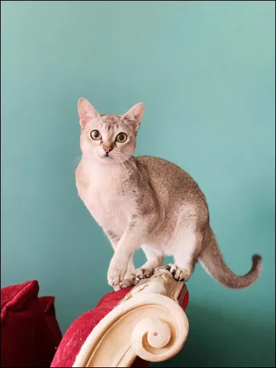 De quelle race s'agit-il ?