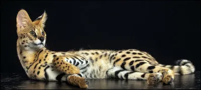 À quelle race appartient ce chat ?