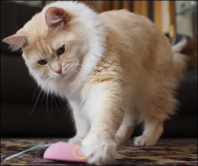 Quel est le nom de cette race ?