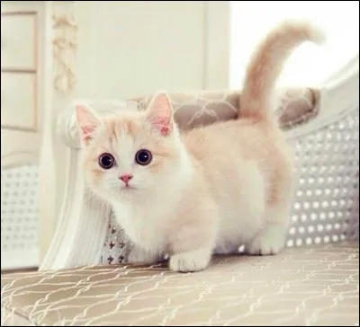 Quelle est la race de ce chat ?