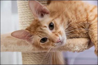 À quelle race appartient ce chat ?