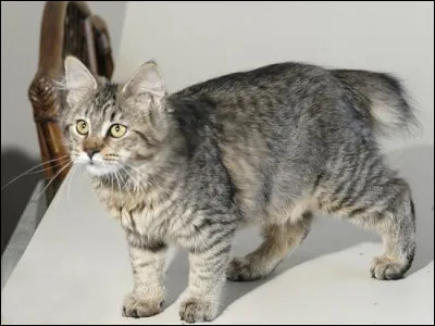 Quel est le nom de cette race ?