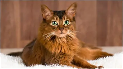 À quelle race appartient ce magnifique chat ?