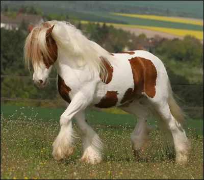 De quelle race de cheval s'agit-il ?