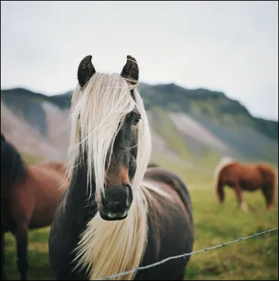 Et pour finir, à quelle race appartient ce poney ?