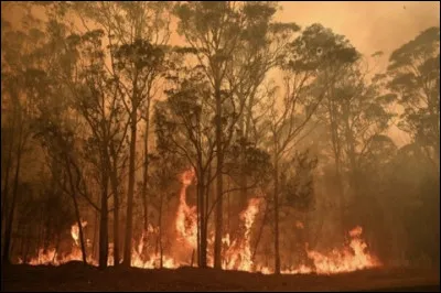 Certaines espèces d'eucalyptus peuvent germer grâce aux incendies et même en être à l'origine.