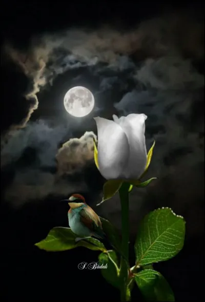 Qu'appelle-t-on "nuage interstellaire" ?