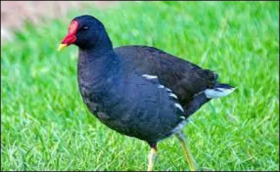 Cochez l'oiseau que vous voyez !