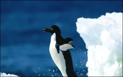 Qui chantait "Le pigeon voyageur" ?