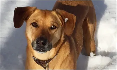 Si oui, est-ce des chiens ?