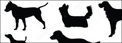 Quel est ce chien originaire de Mongolie, de pelage roux avec une langue violette et un nom exotique ?