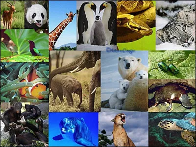 Quel est ton animal préféré ?