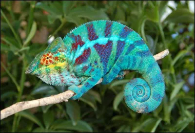 Quel animal préfères-tu ?