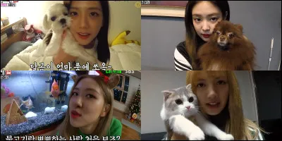 Qui a beaucoup de chats ?