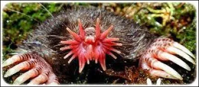 Où vit la taupe à nez étoilé ?